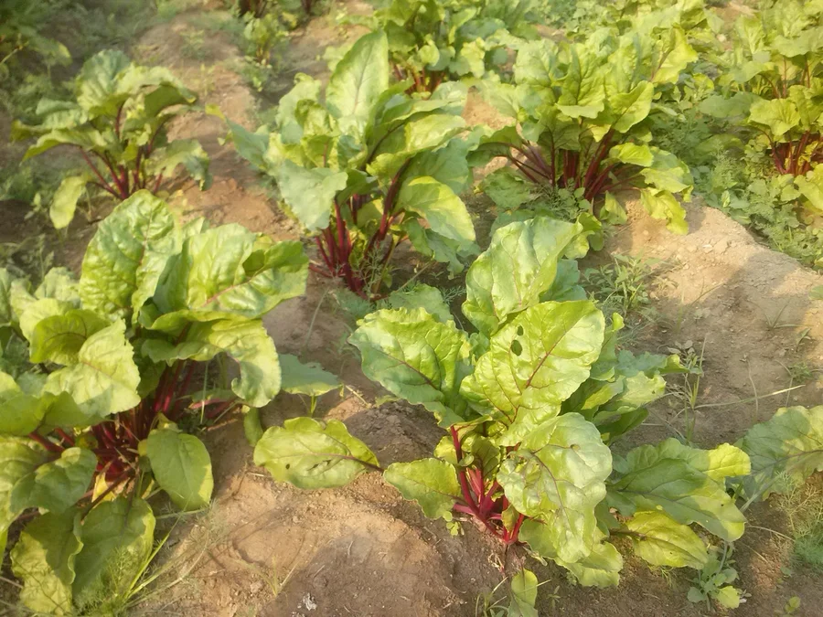 happy winter beets 1200